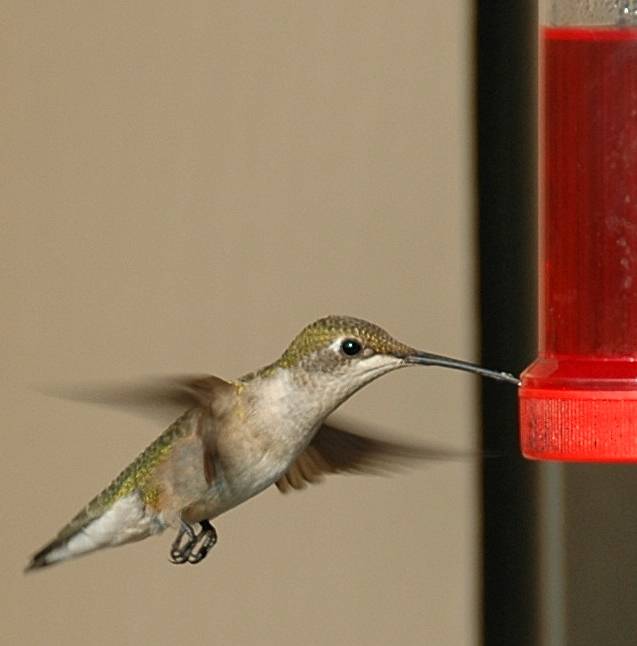 Ruby-throated Hummingbird 2006_07_15_182436 - Copy